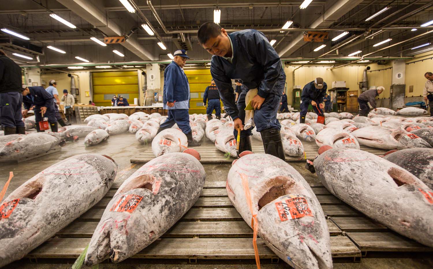 Tuna in Tsukiji fish market, Tokyo