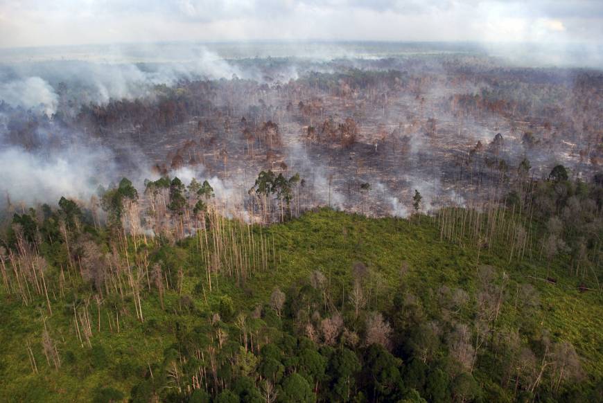 Indonesia’s forest ban expires: neighbours pressure renewal