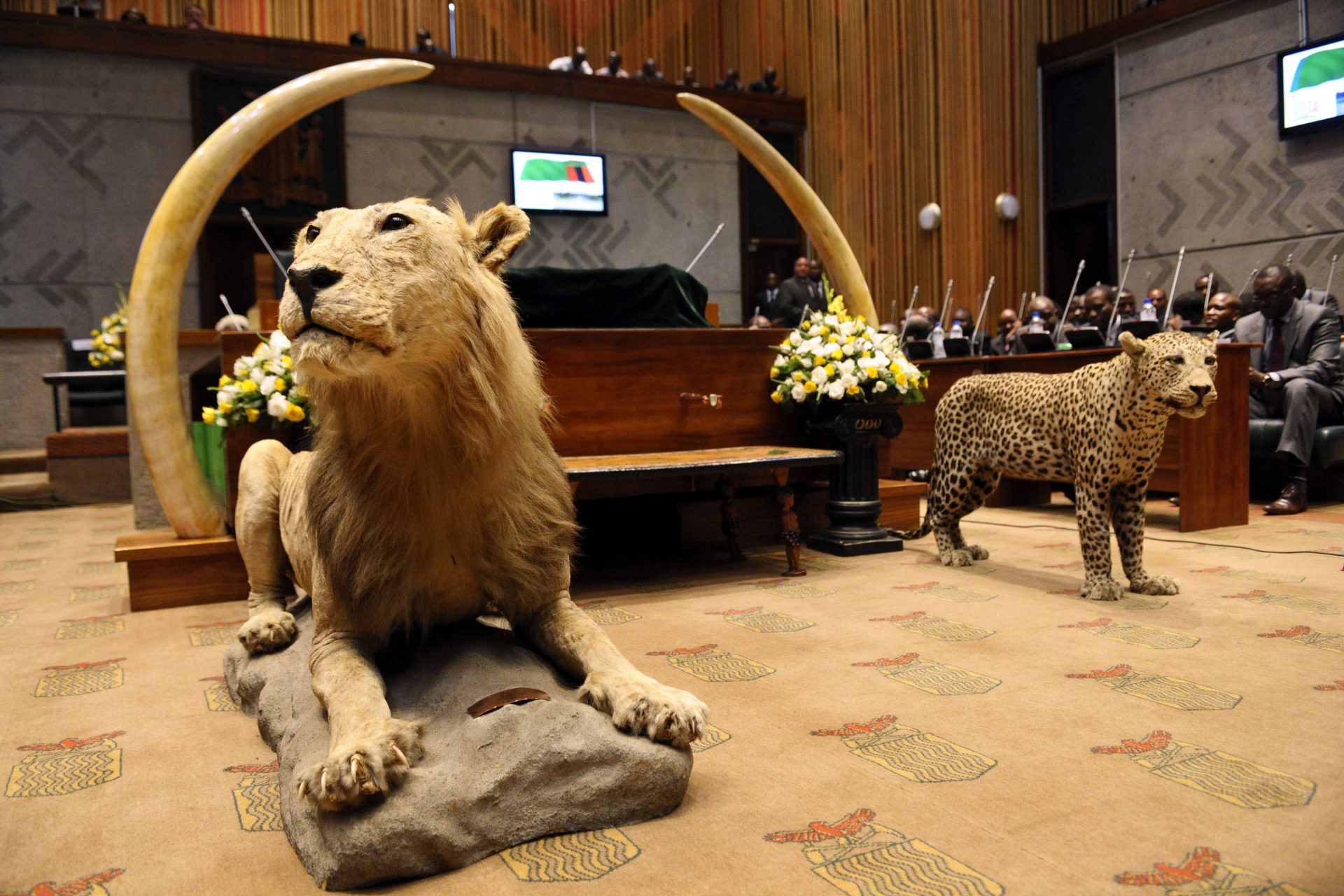 Interior view of the National Assembly (National Assembly Chamber) of Zambia / Lungu's eligibility