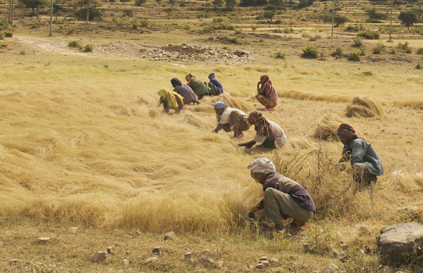 Men and women harvest the Ethiopian staple grain teff in a roadside field between Axum and Adwa in Northern Ethiopia. / Ethiopian protests