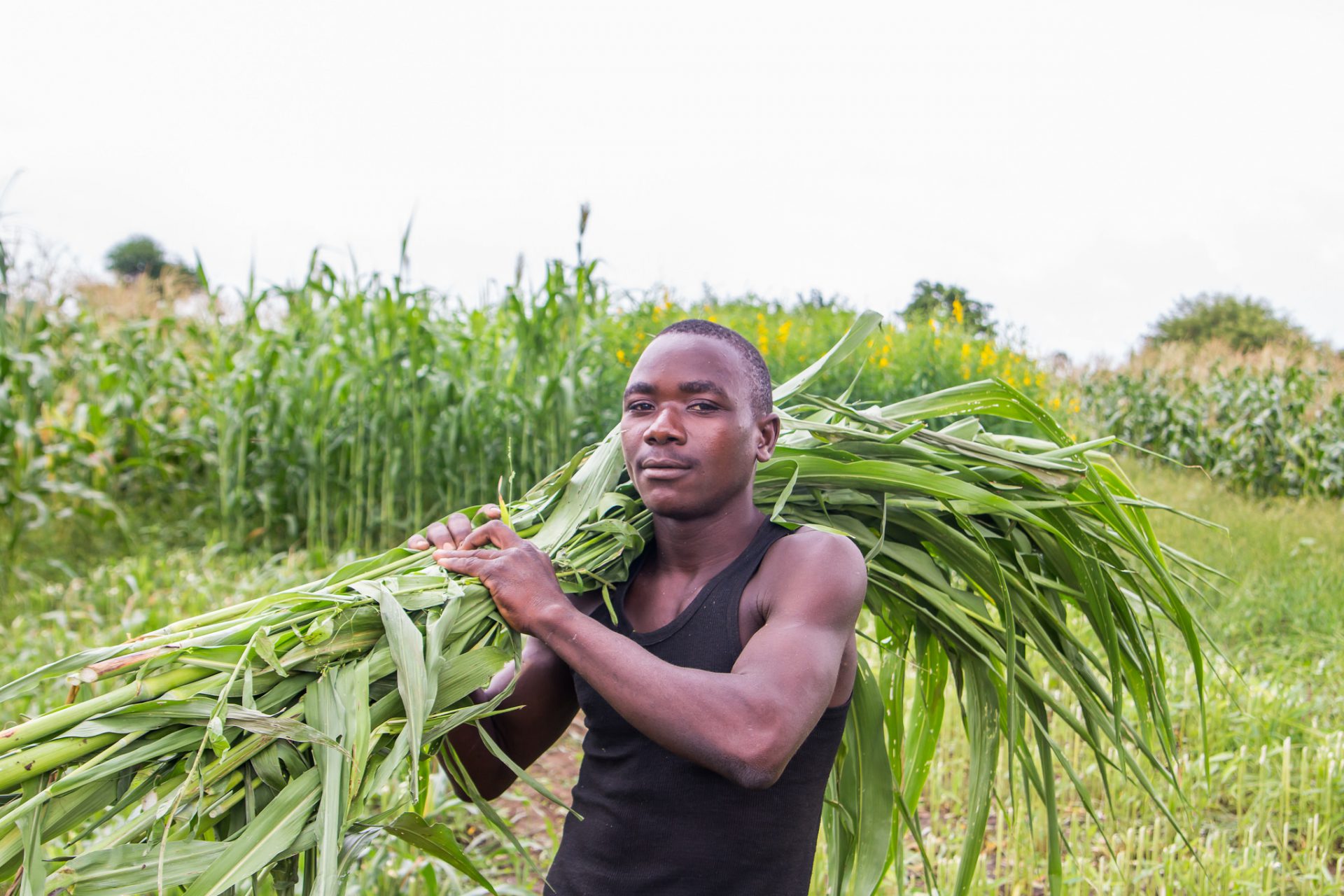 Working in agriculture / Zimbabwe into a new era