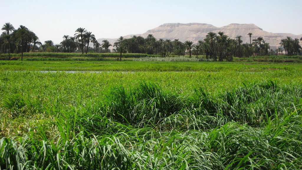River rushes - Luxor, Egypt / GERD