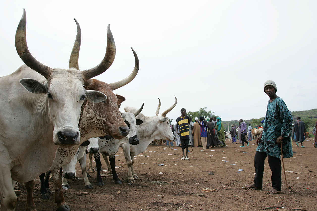 At the Niamana Livestock Market, in Bamako, the largest in Mali, animals for sale and slaughter including Ndama cattle and humped Zebu. / Jihadi violence in Mali