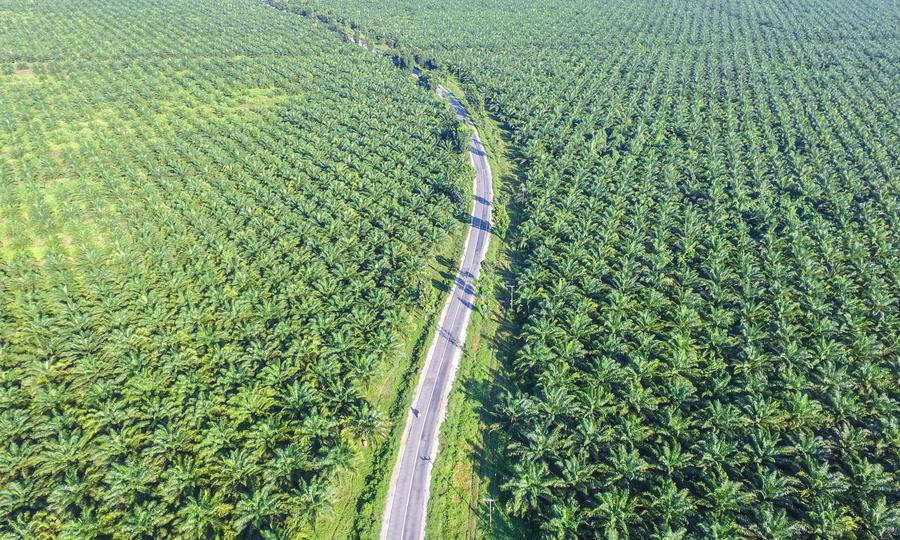 palm oil indonesia malaysia