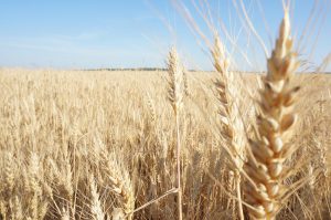 Sugar From a Neighbor: Is the EAEU Goods Ban Reversal Enough?