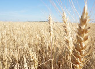 Sugar From a Neighbor: Is the EAEU Goods Ban Reversal Enough?