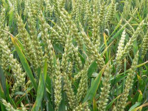 Wheat Supply Bottlenecks Pose Fiscal Challenges for Egypt