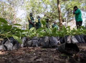Ghana to celebrate ‘Green Ghana Day’